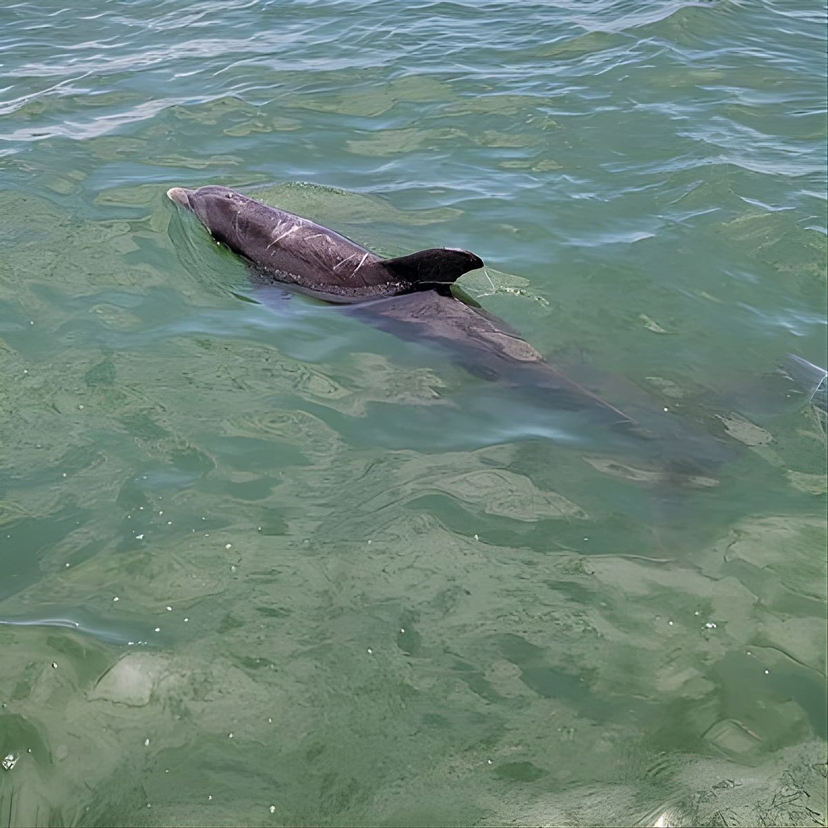 Private Boat Tour up to 12 People Fort Myers Beach and Sanibel