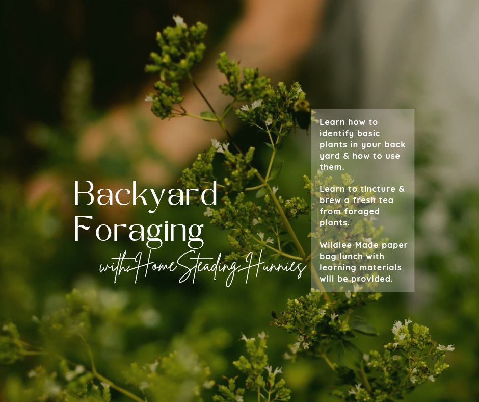 Backyard Foraging with HomeSteading Hunnies