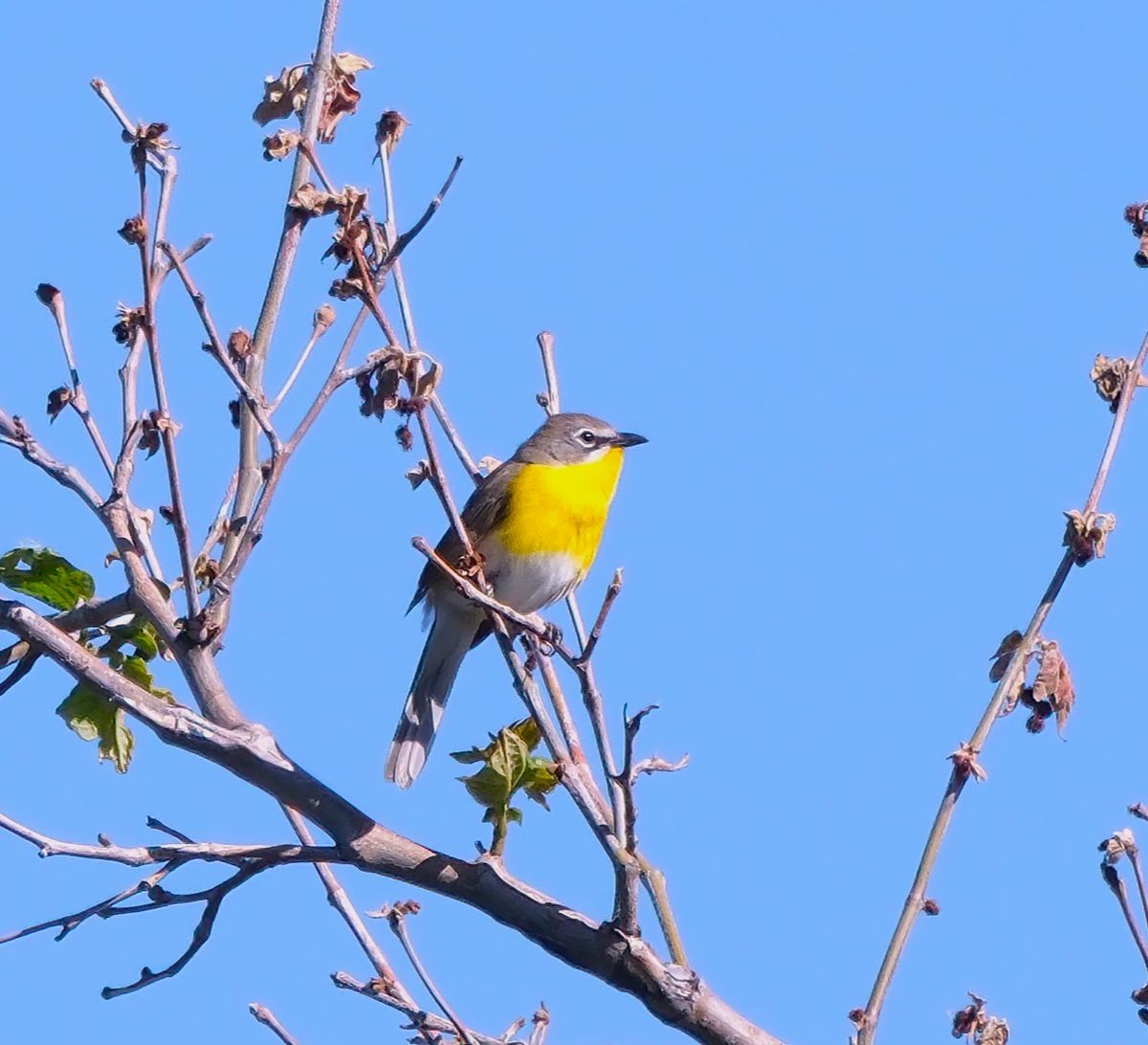 Young Adult Birding - Butte Creek Ecological Preserve