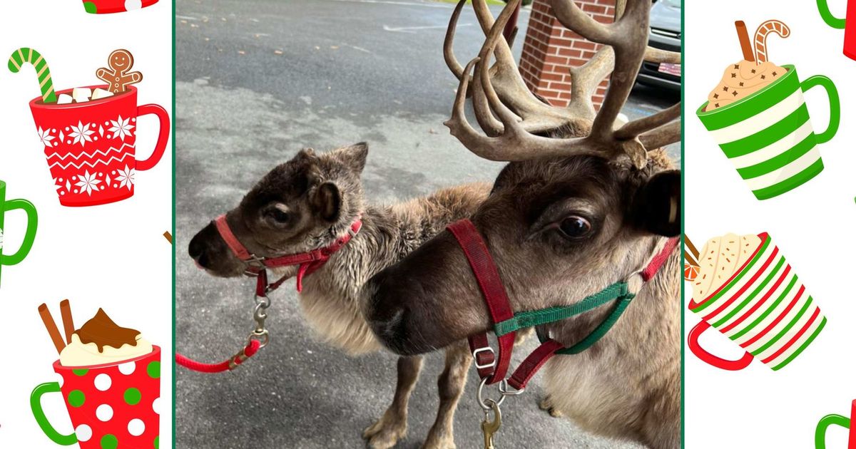 Usher in the Holiday Season with Santa, LIVE Reindeer, and More at Stuckey GMC in Altoona!  