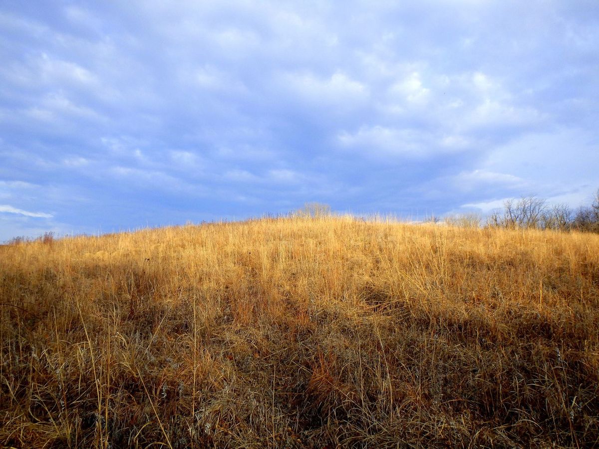 Pohl Prairie Seed Harvest (Ames)