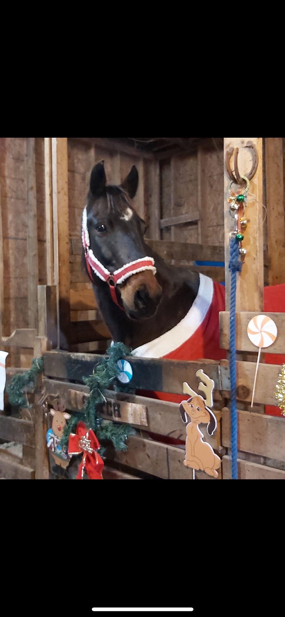 Christmas pictures with horses fundraiser 