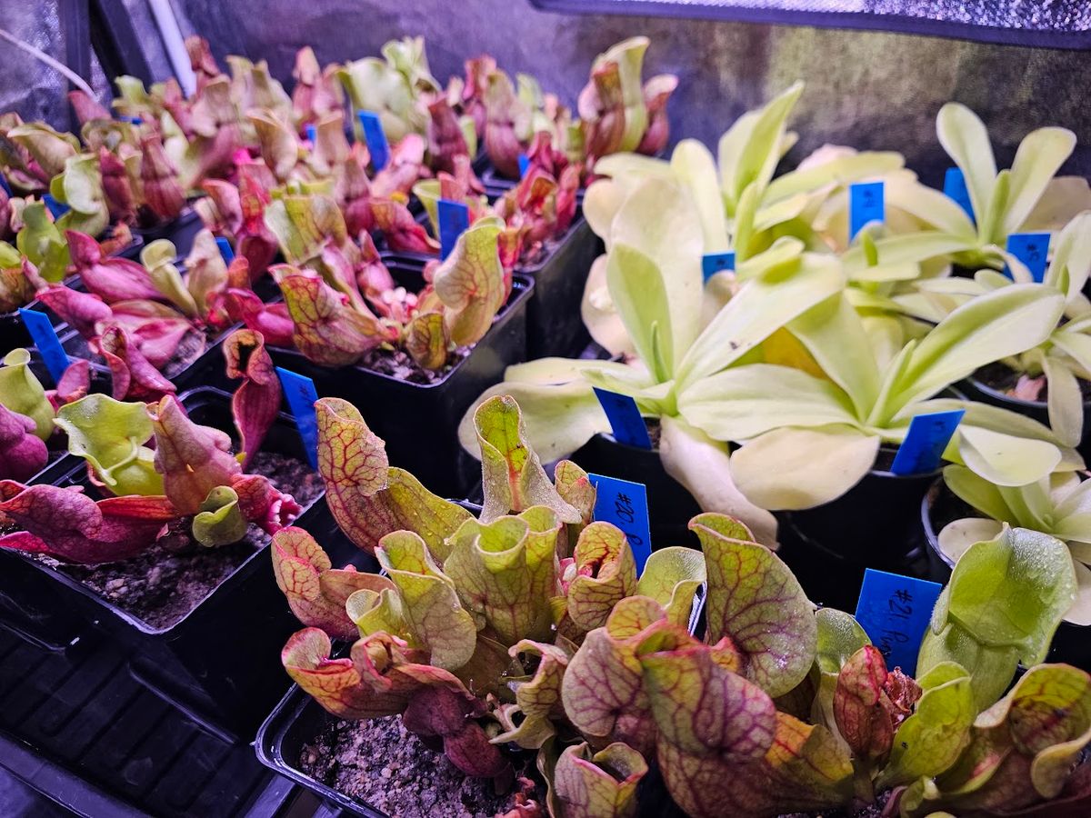 YEG Exotic Plant Crowd, Rare Plant Show In Whitecourt, AB, Hosted by Brothers Diner