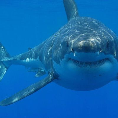 NEU EMS and DeepBlue MedEd