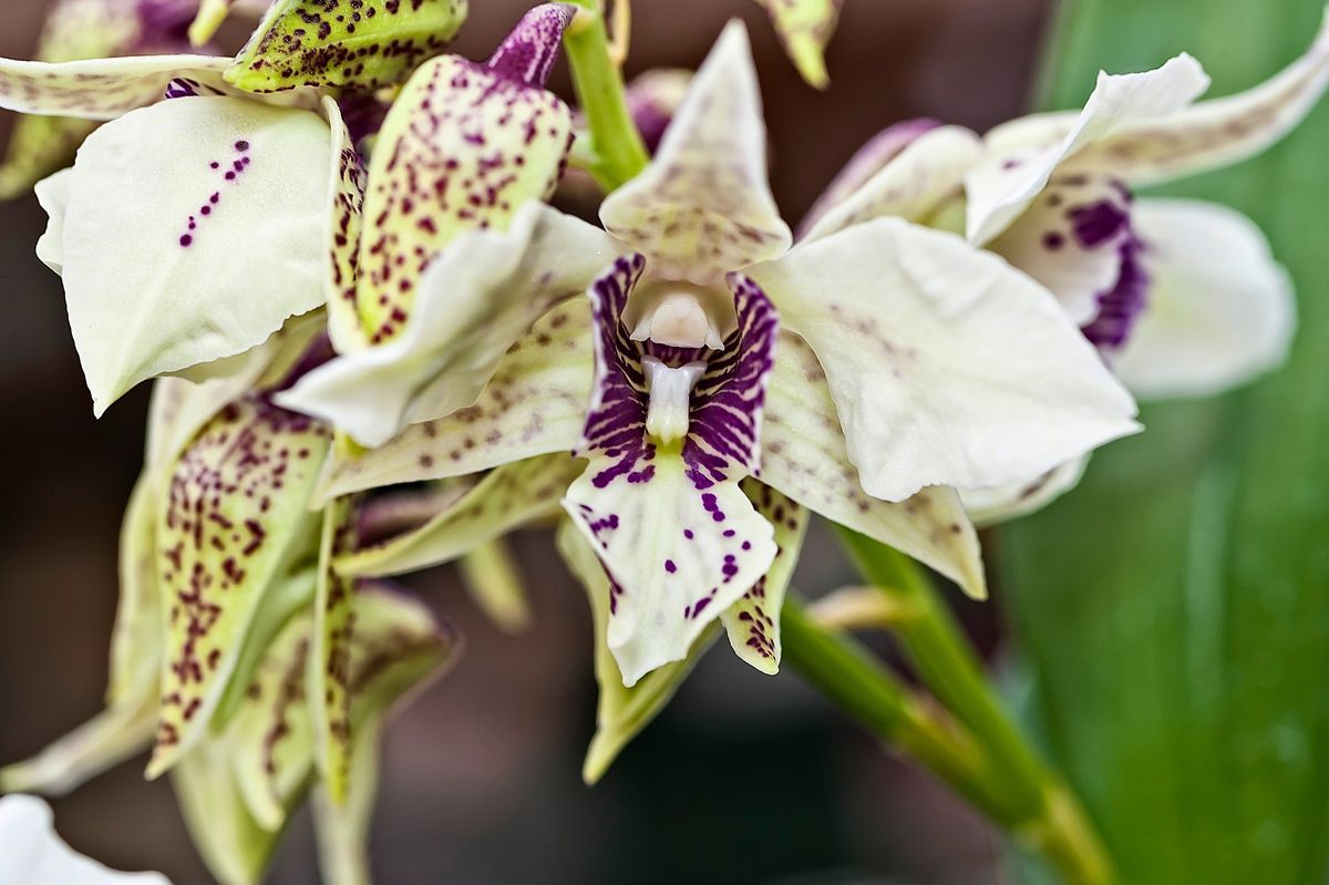 Orchids 101 With Rich Gettings