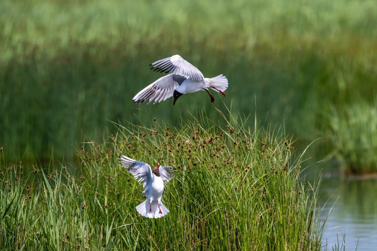 tierisch-tierisch I bildsymphonie.de and friends