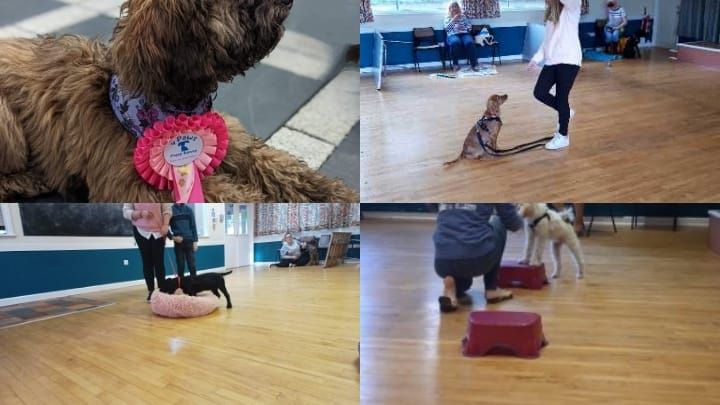 Puppy Foundation Course