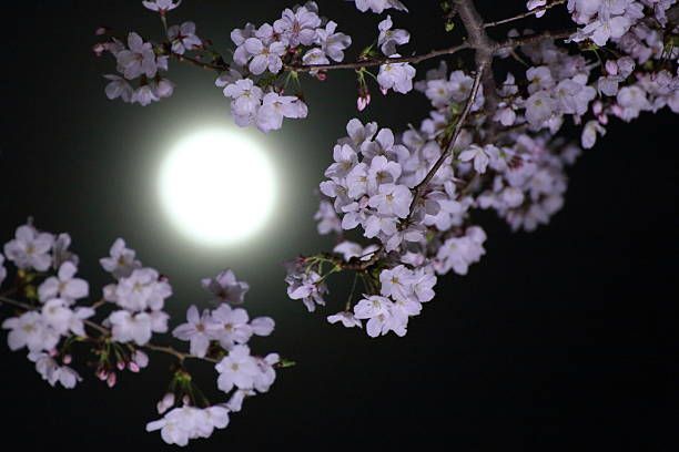 Full Moon Walk\/Flower Moon
