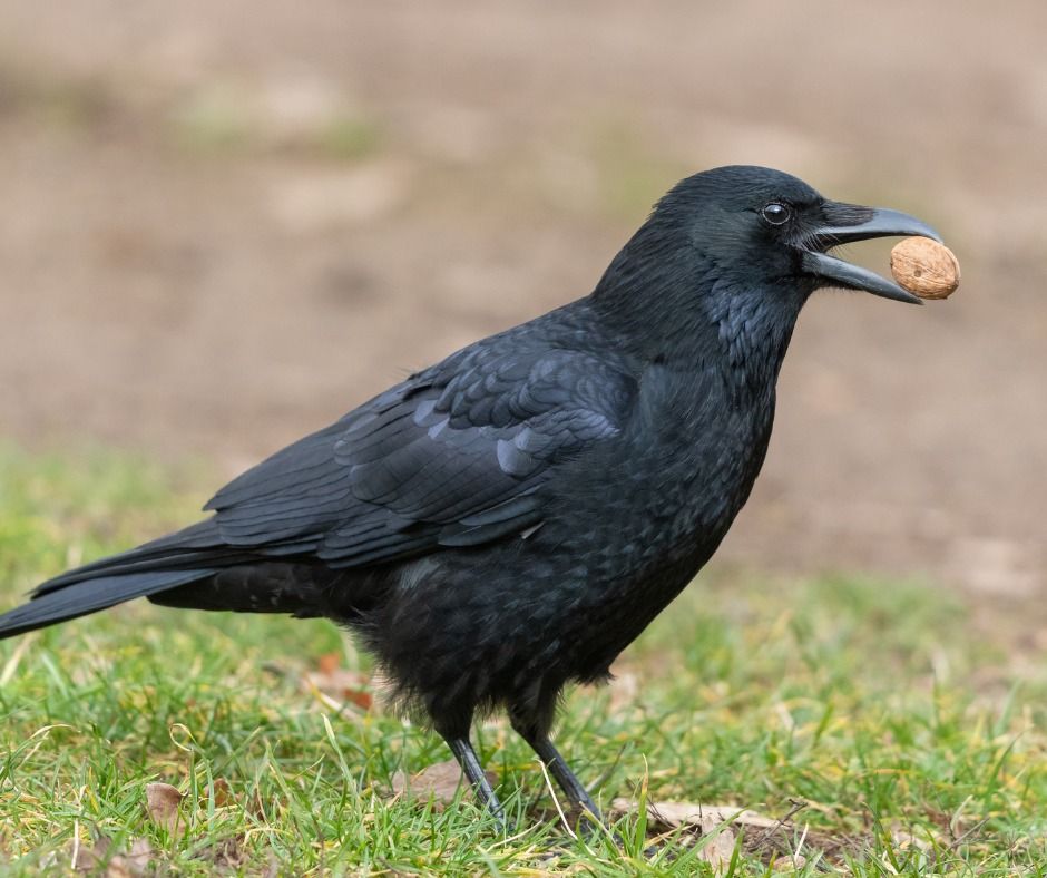 Nature Detectives: Crows