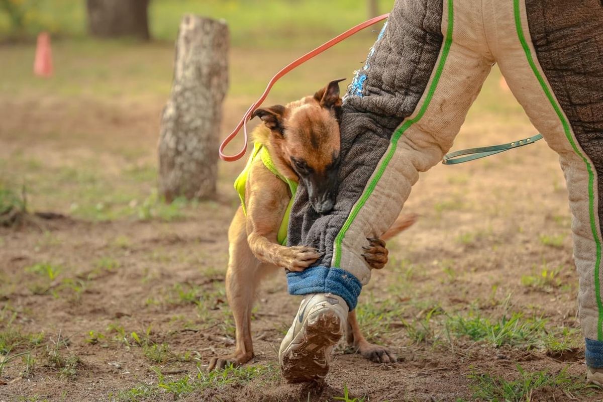 FRENCH RING AND PROTECTION DOG TRAINING WORKSHOP