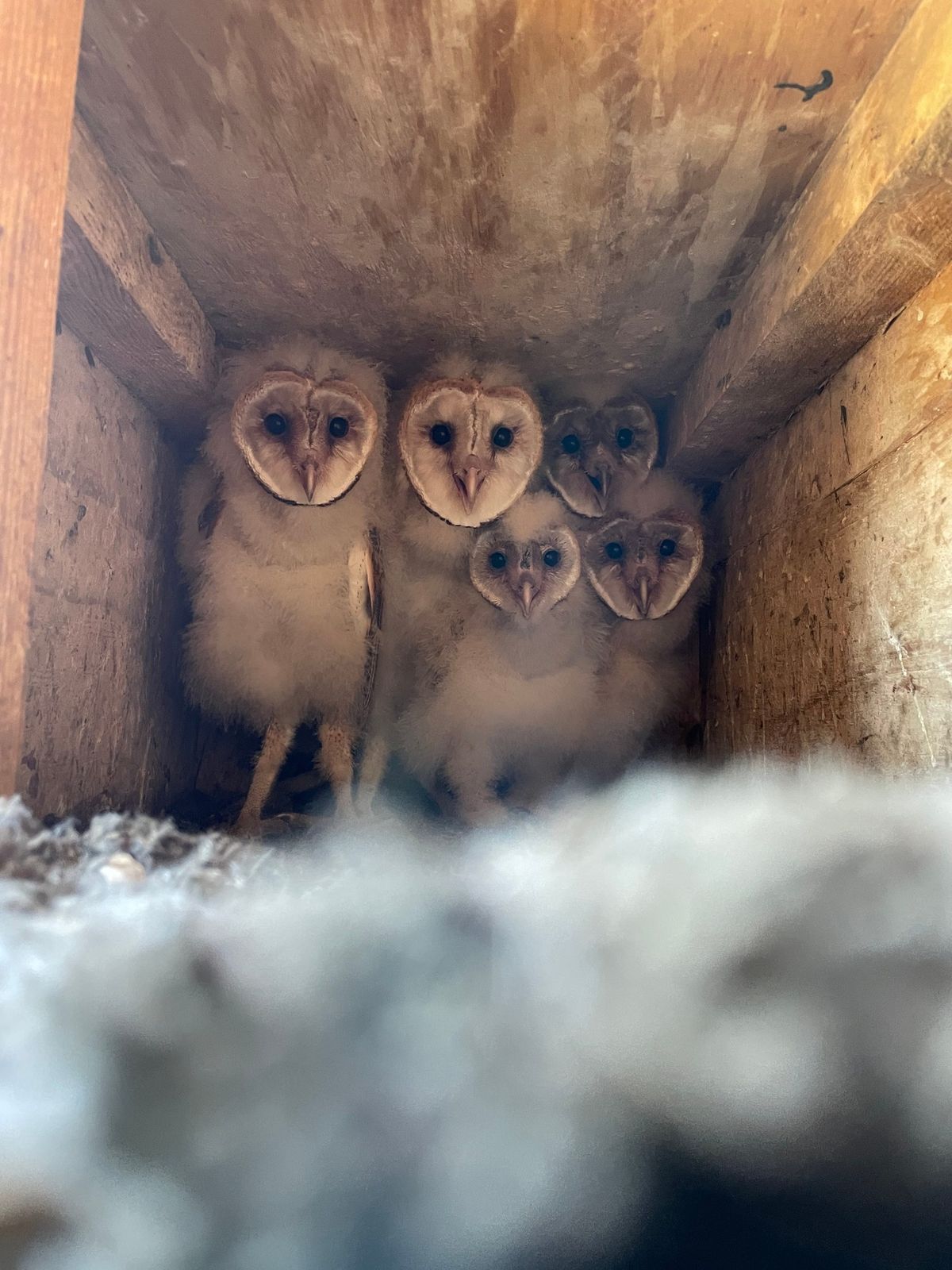 EOM 2025: Barn Owls in Indiana