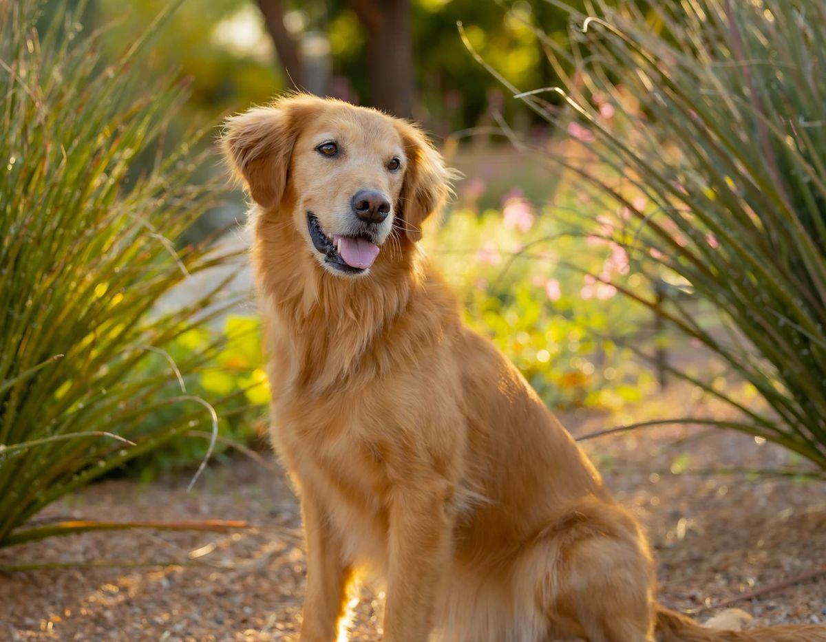 Tucson Botanical Gardens Meet & Greet 