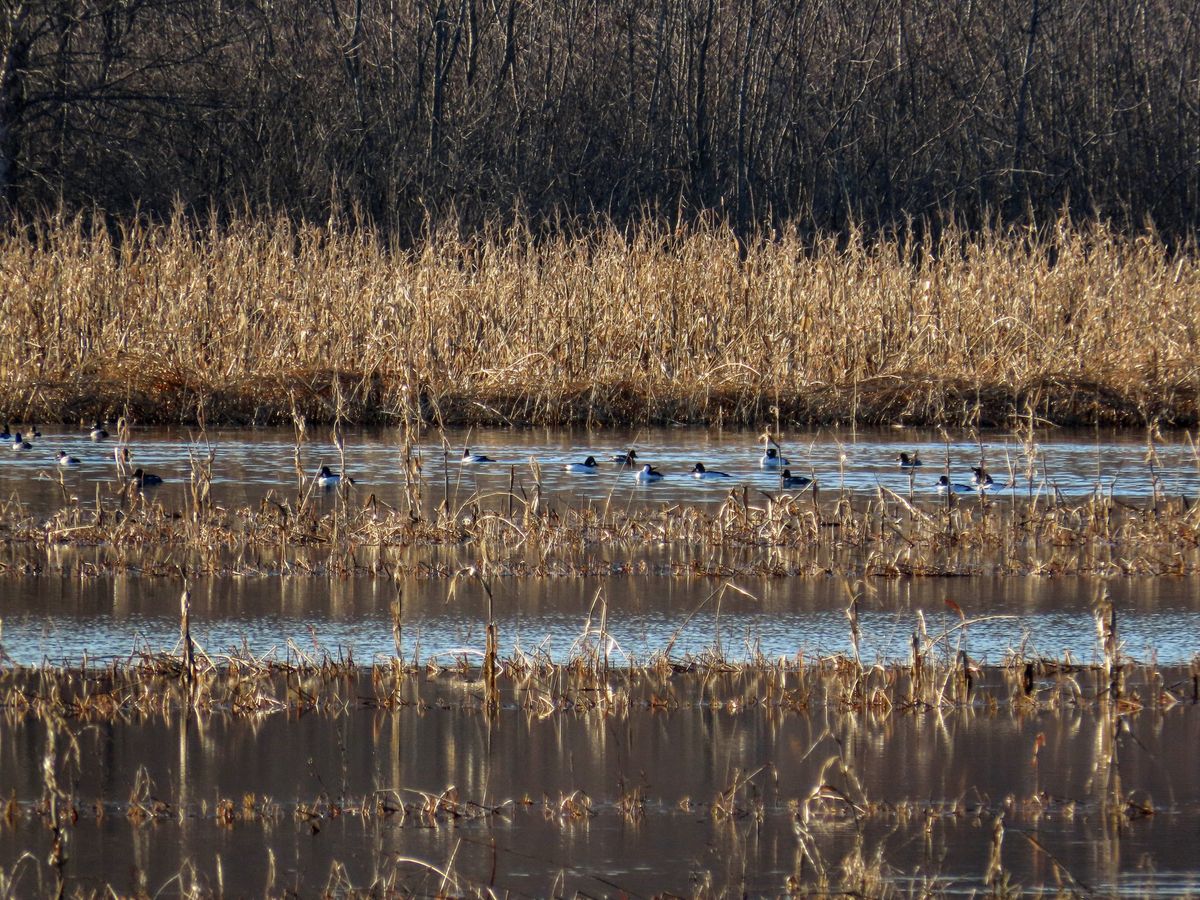 (FULL) EOM 2025: Wetland Birding Hike