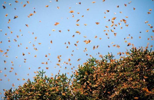 Mariposa Monarca y Angangueo