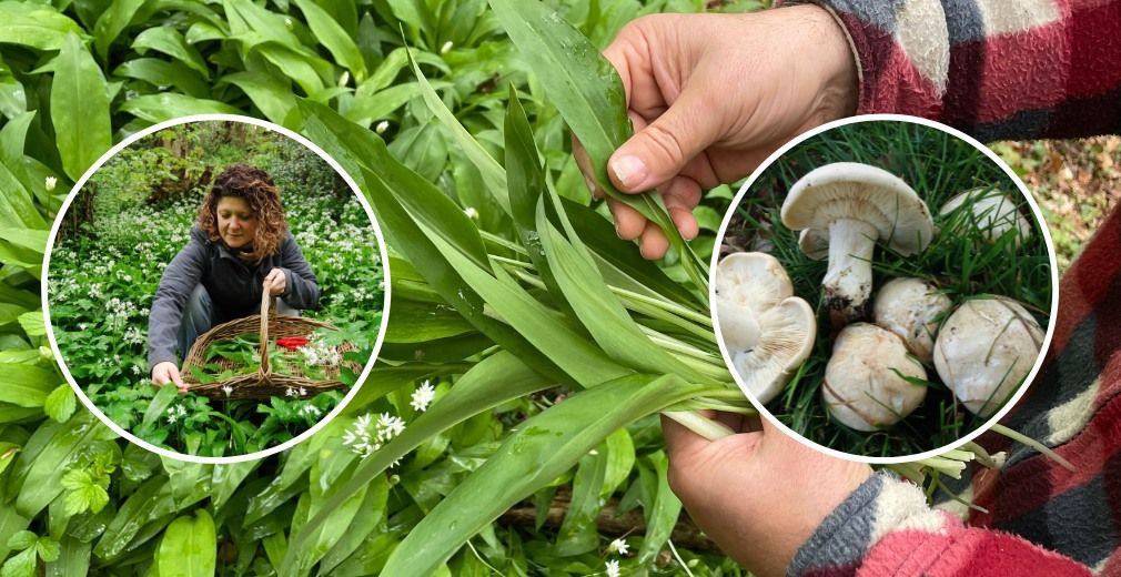 Spring Foraging Walk