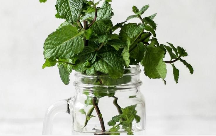 Mystical Mint : Herbal Wisdom Workshop