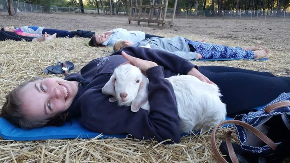 Goat and Sheep Yoga