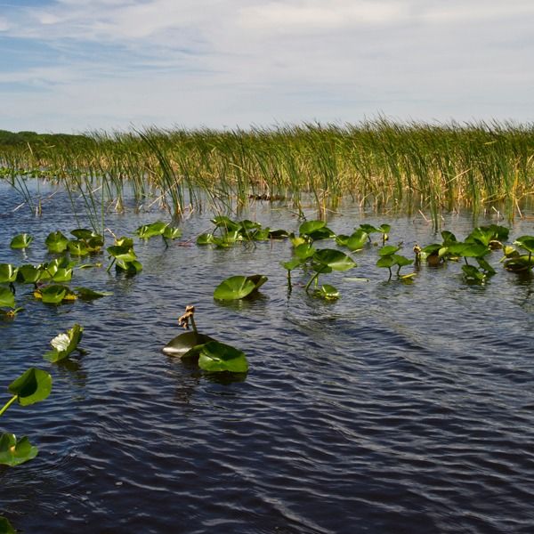 Everglades Conservation Weekend