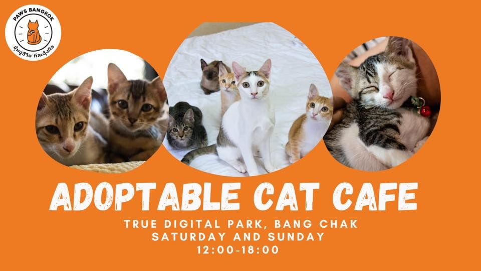 Bangkok's Best Adoptable Cat Cafe