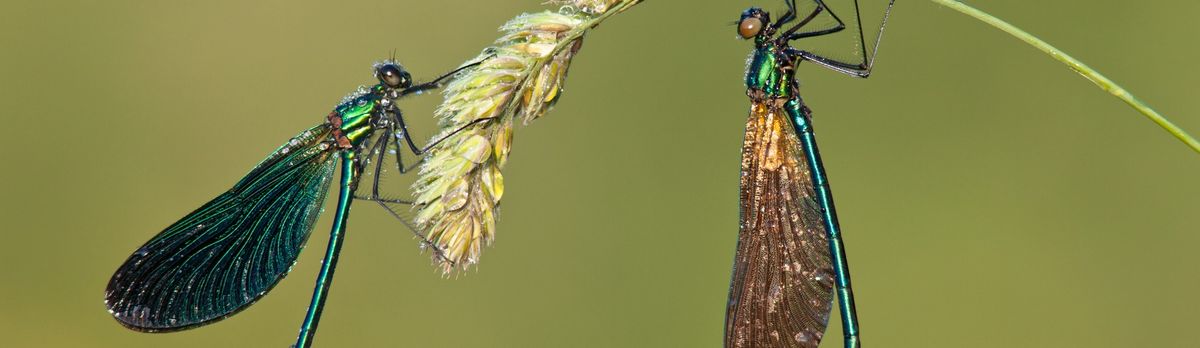 An introduction to dragonflies and damselflies