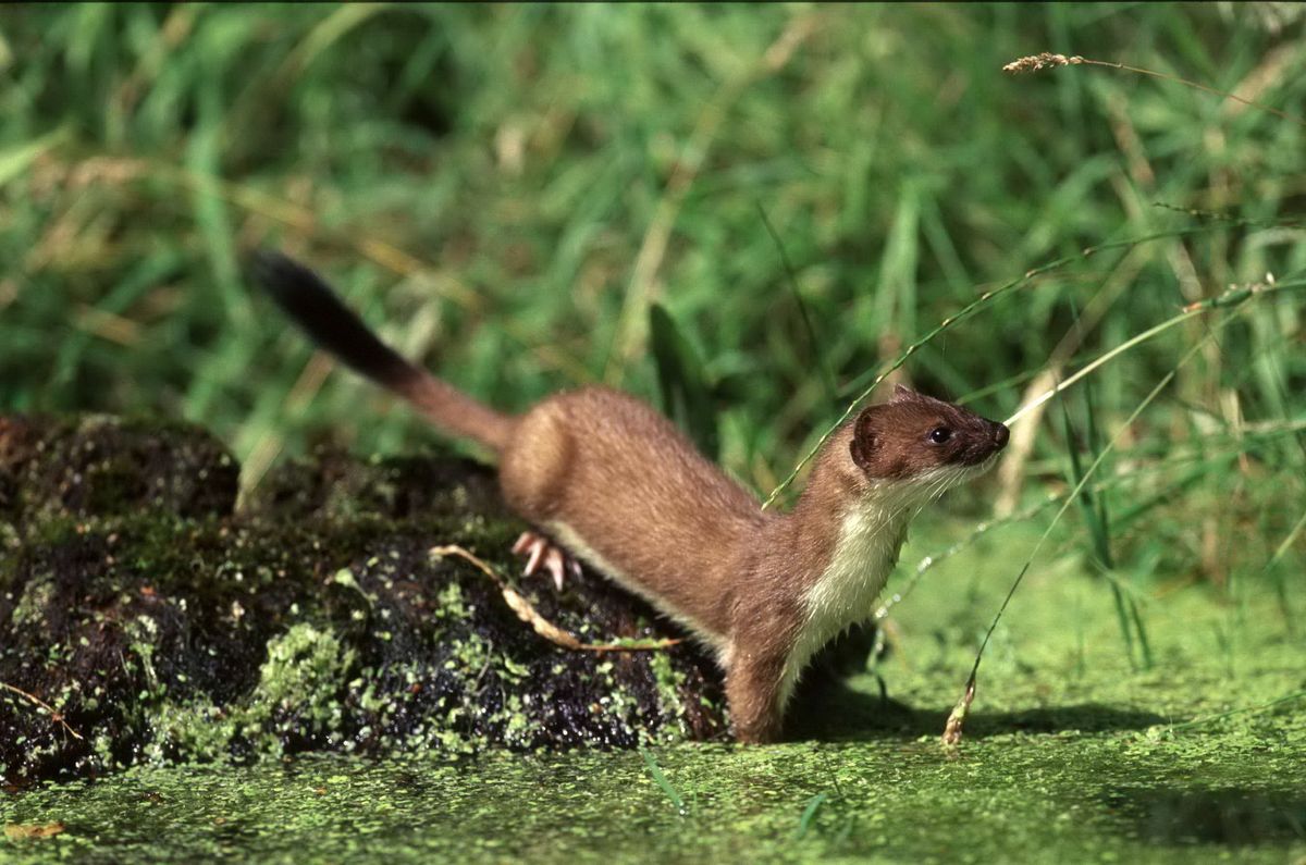 Kent Mammal Identification (Kent)