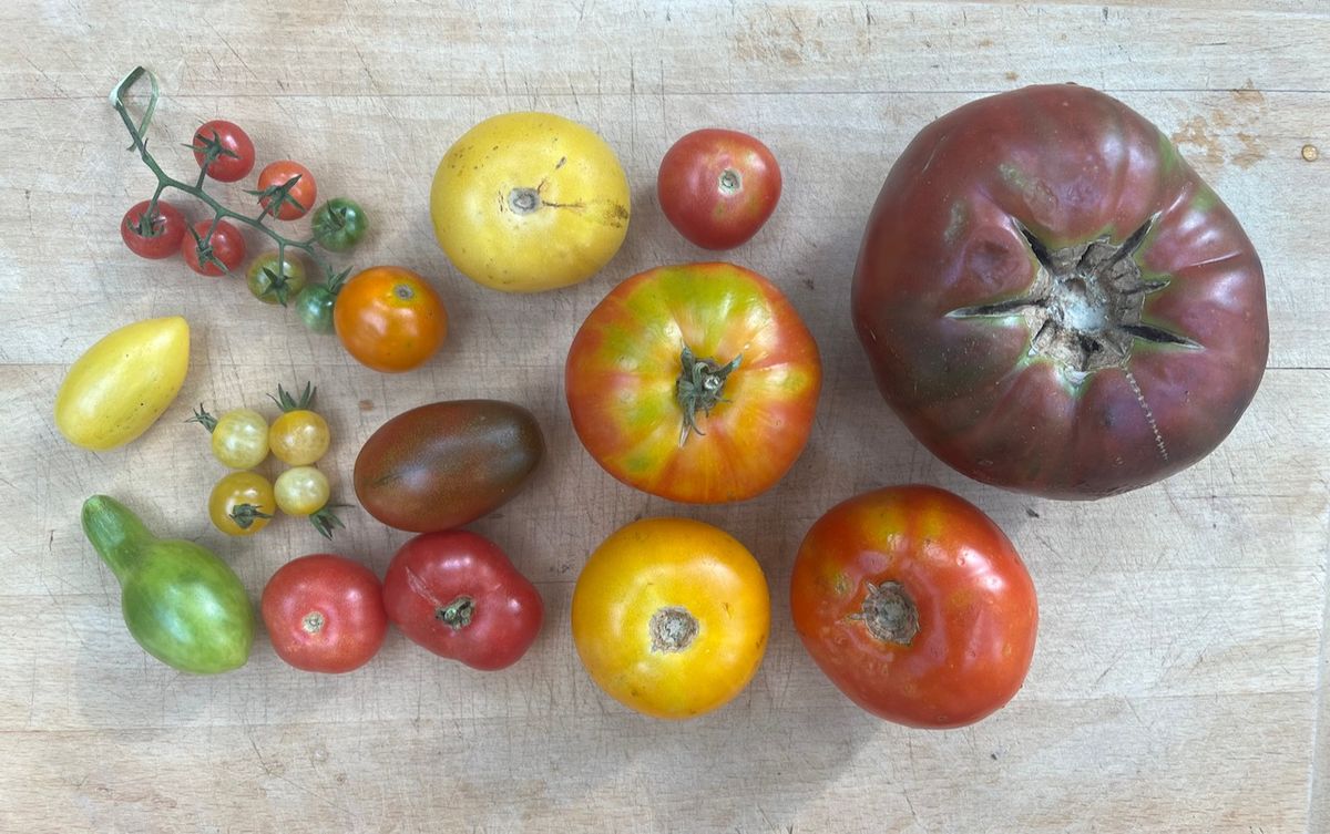 Homegrown Tomatoes Workshop!