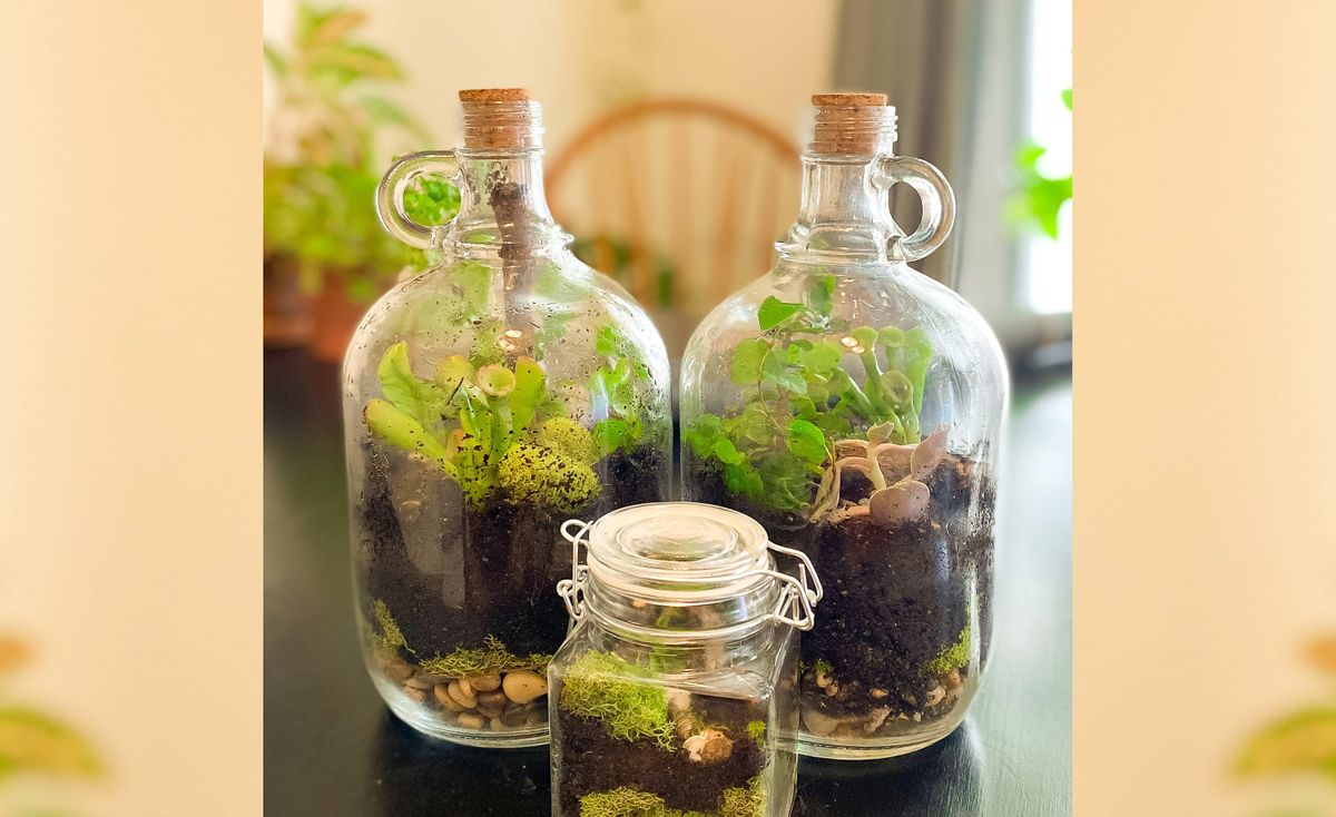 Build A Sustainable Life in a Bottle,  Terrarium!