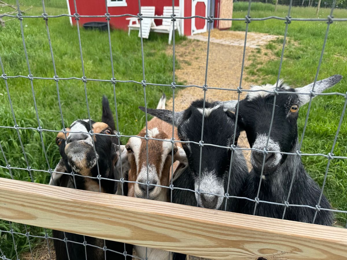 Goat Yoga & Bingo