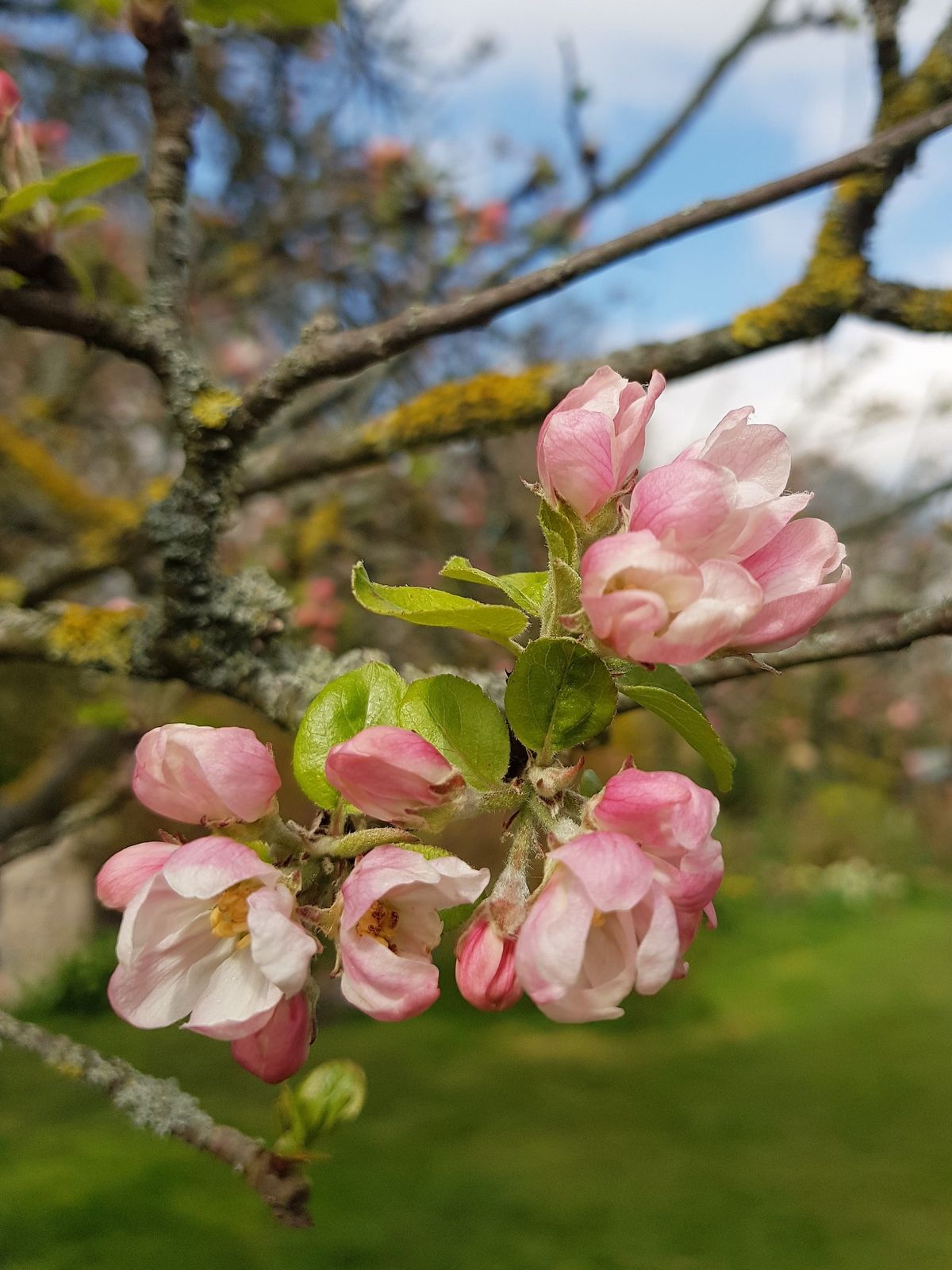 NEW DATE Durham City in Blossom 2024: Blossom songwriting workshop