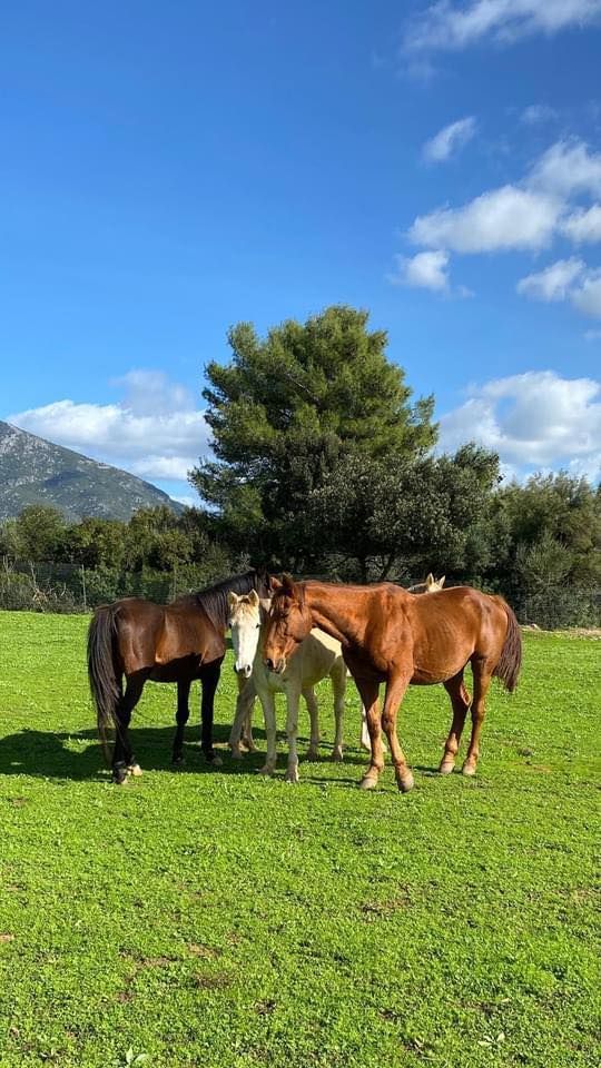 Inaugurazione Centro Equestre 