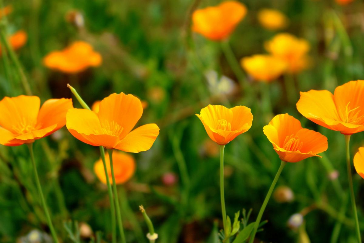 Native Bee Garden Tour: Bernal Cut Garden Walk + Pollinator Bioblitz