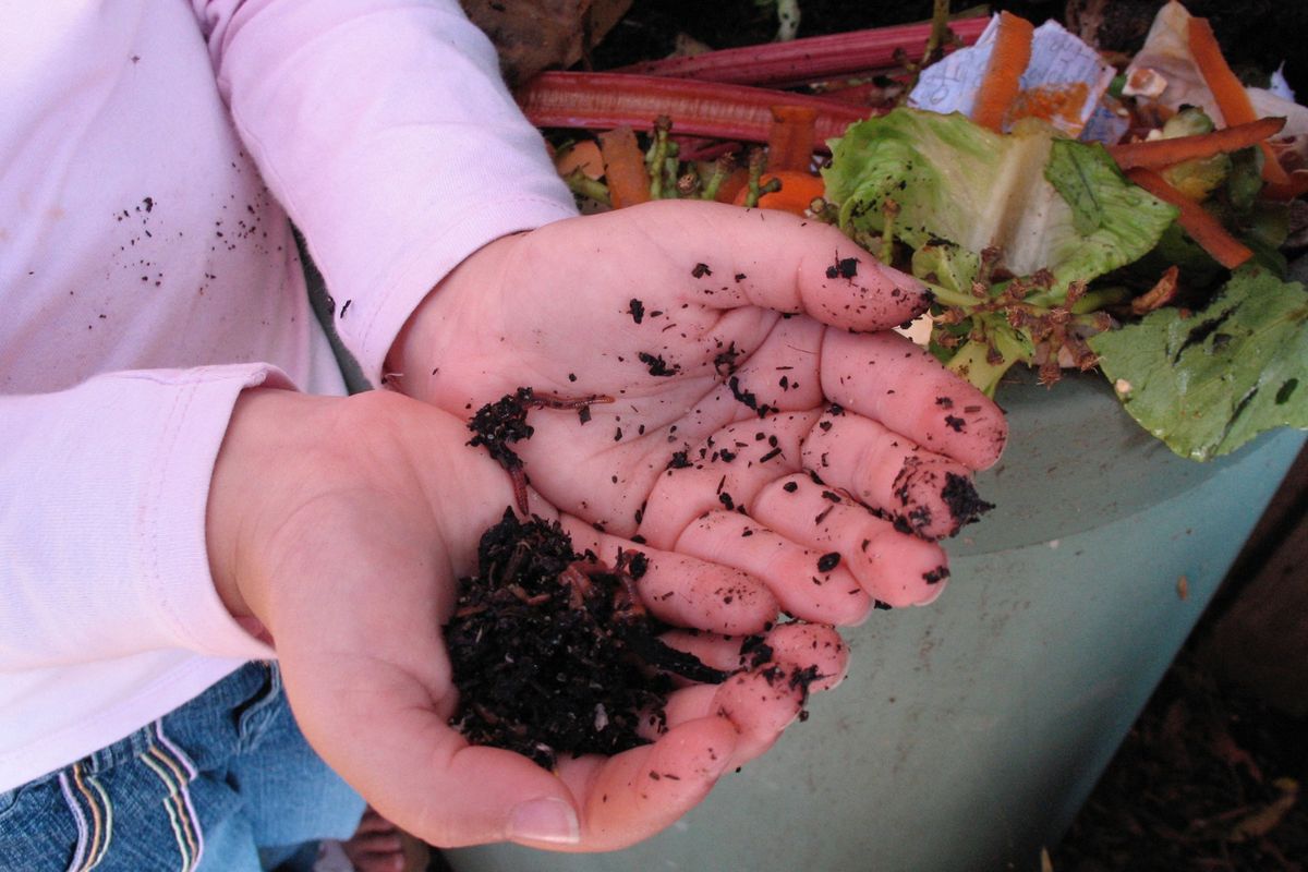 DIY Mini Worm Farms for Children - Mt Roskill Library