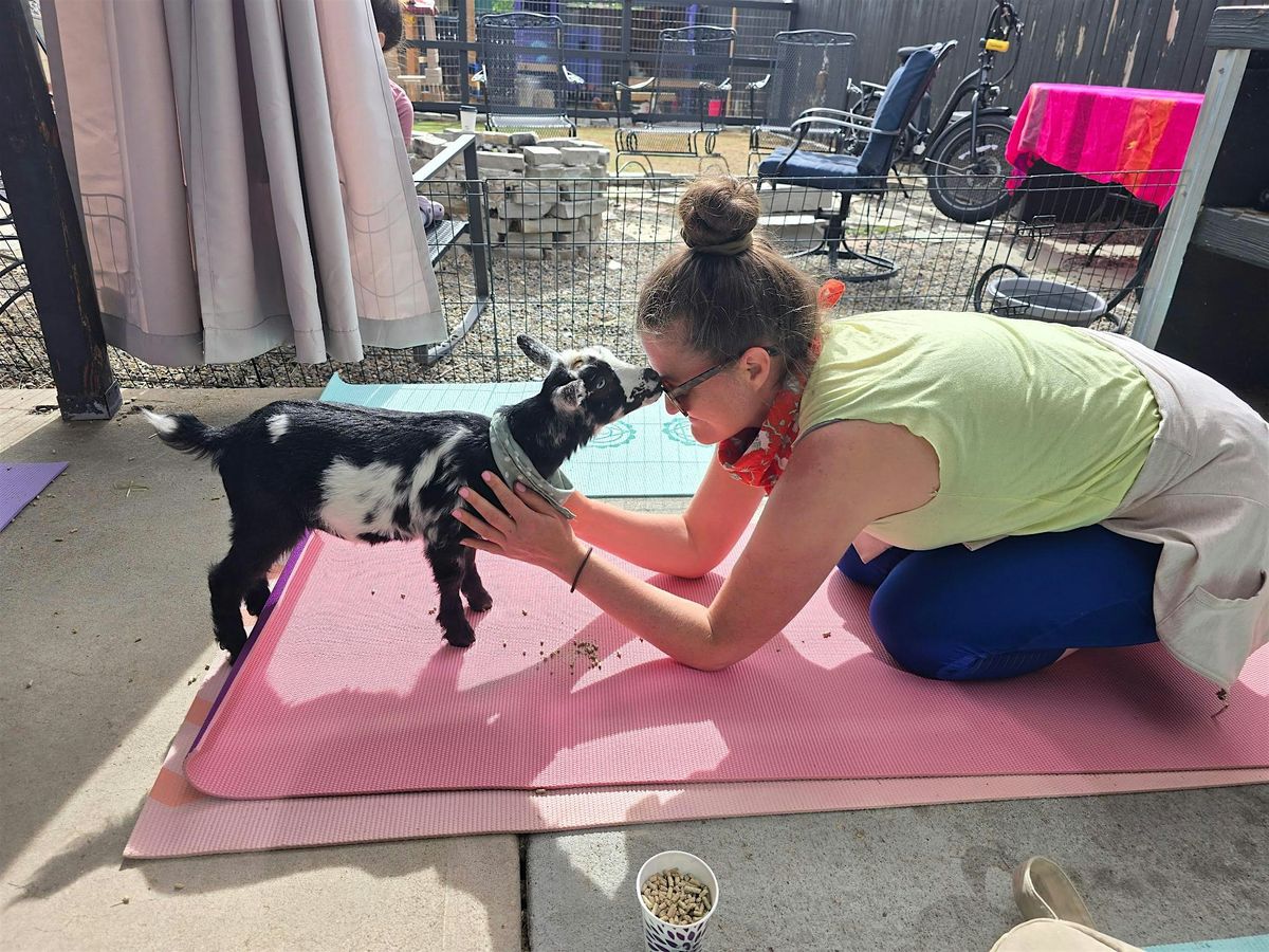 Denver Love Goats Yoga and Holiday Market