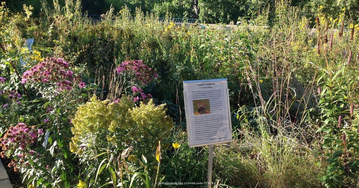 Rain Gardens and Their Importance in the Ecosystem