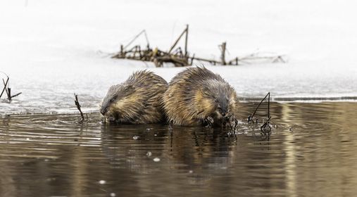 Winter Adaptations at Hawk Valley Farm