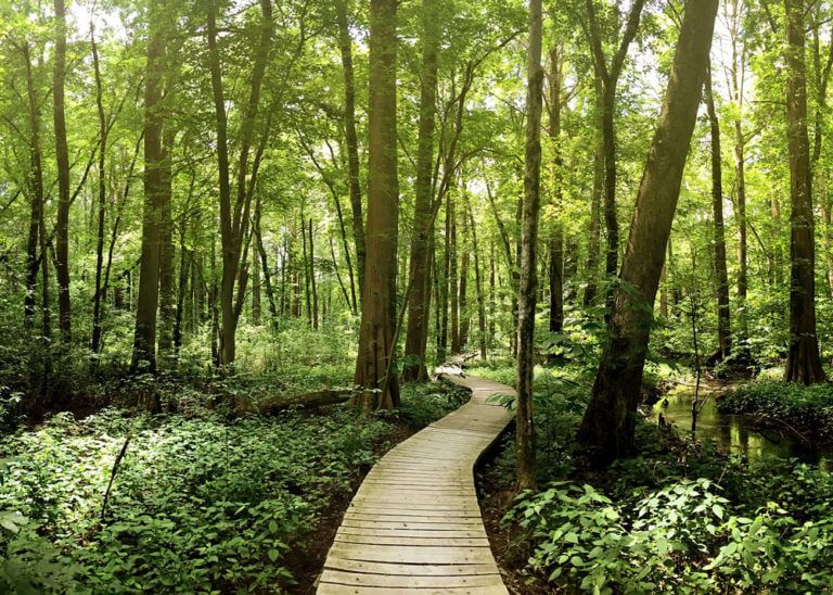 Region 7 - Battle Creek Cypress Swamp Sanctuary