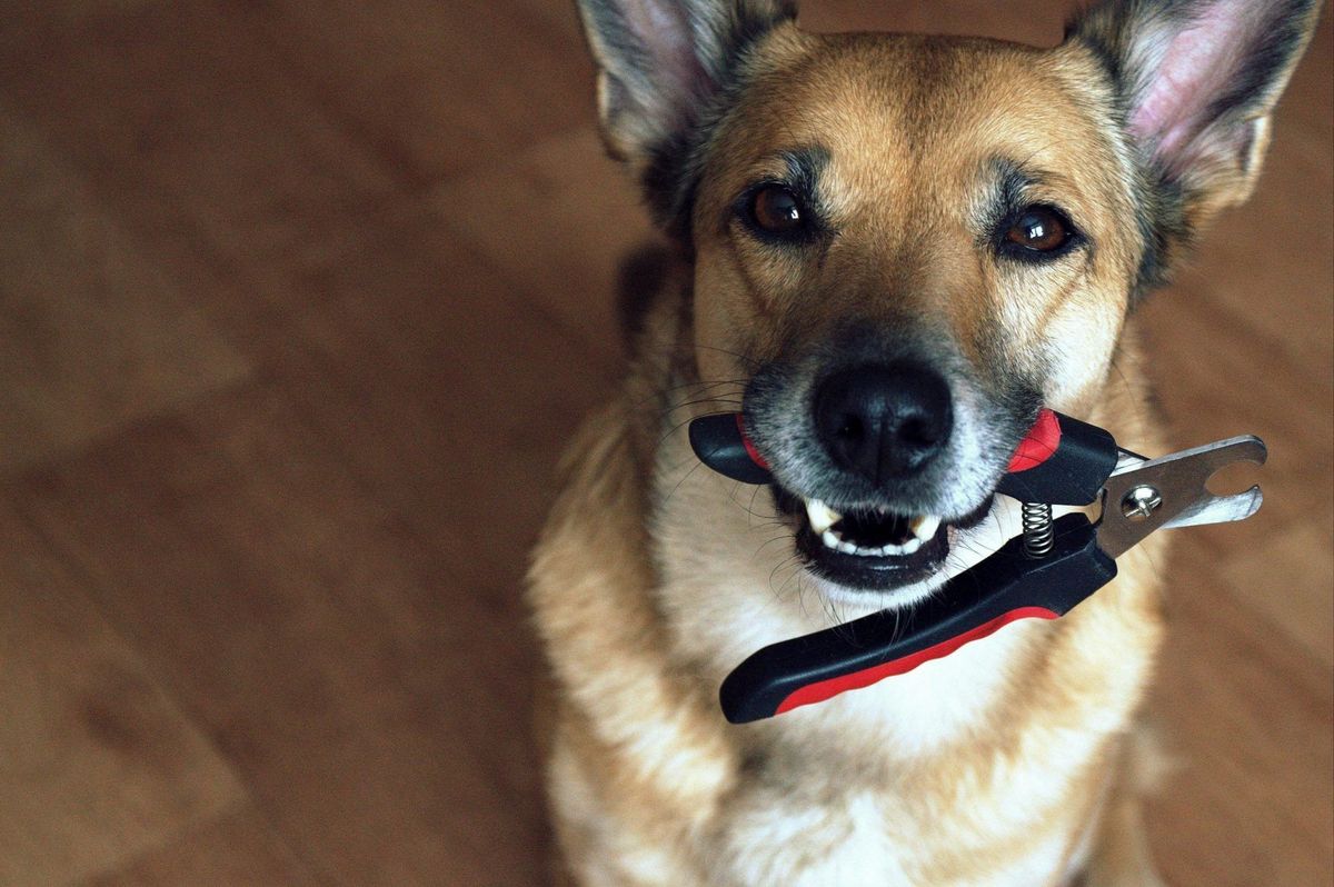 Dog Nail Trim Pop-Up