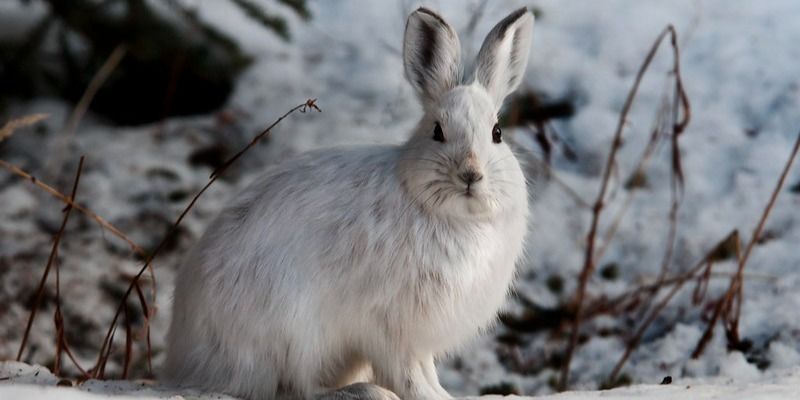 Counting Bunny Poop: How Forest Thinning Projects Impact Wildlife Habitat \u2013 Partners & Public Lands Seminar Series