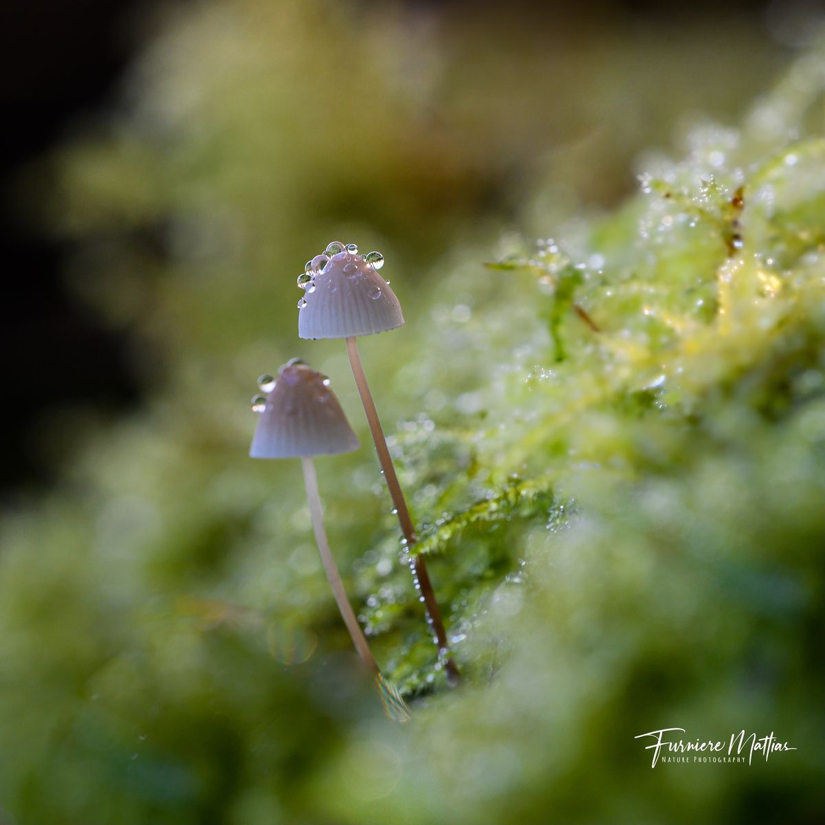 Paddenstoelenwandeling in Beisbroek (i.s.m. Natuurcentrum Beisbroek)