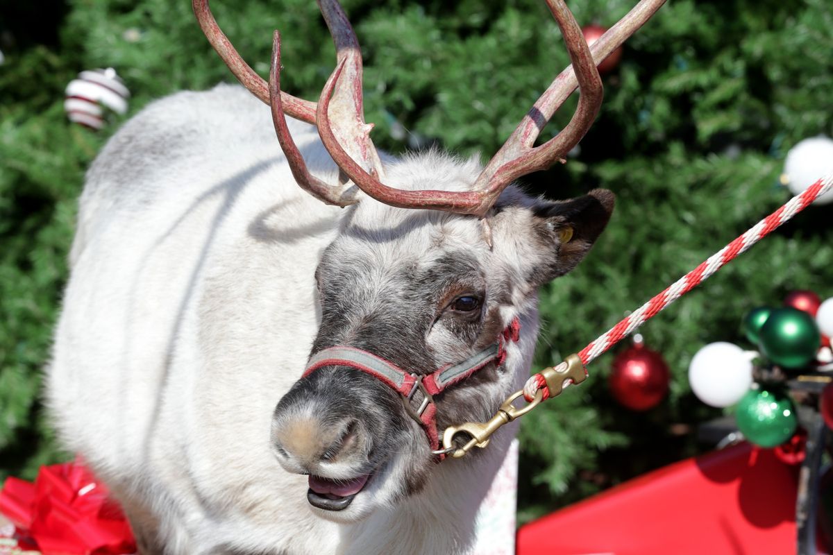 Meet Santa's Reindeer