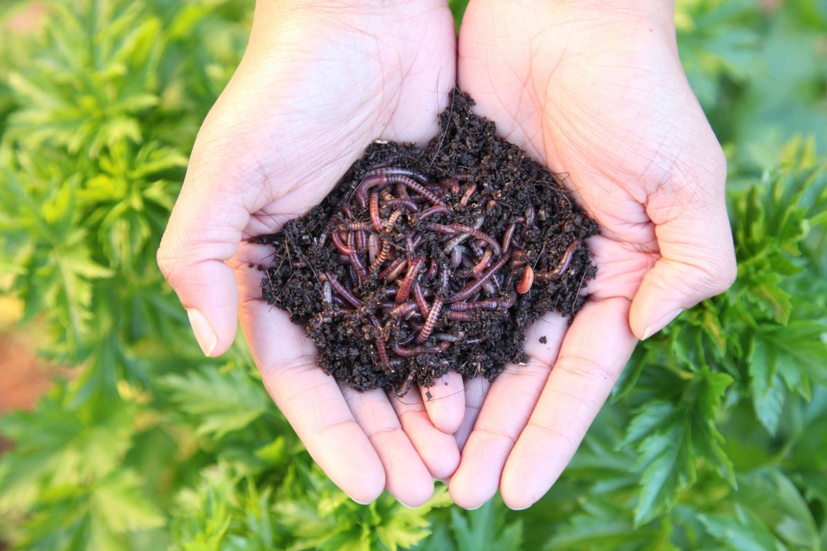 The Magical World of Tiger Worms Talk - Glenfield Library