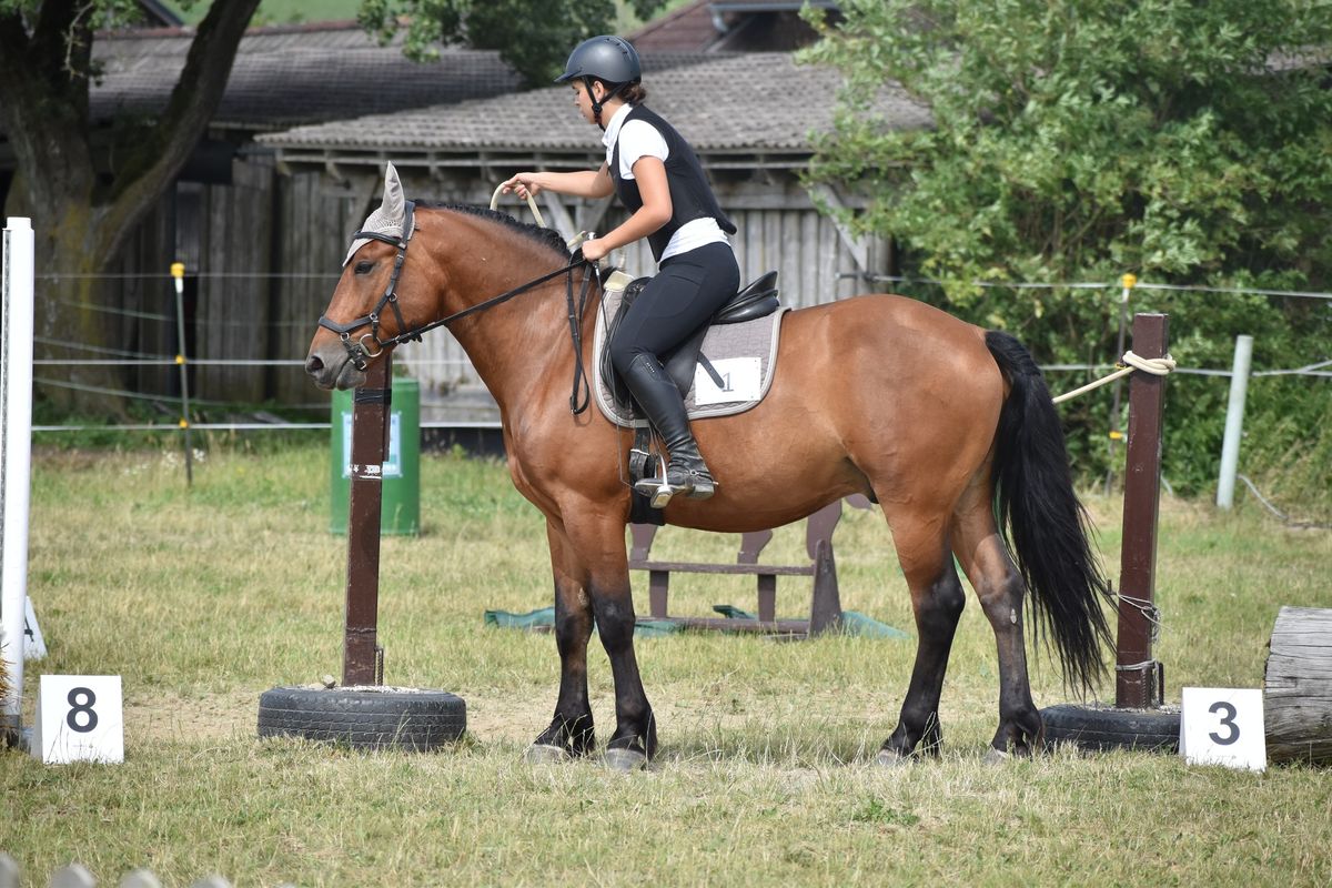 Working Equitation Reitertreffen Gramastetten