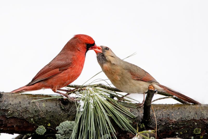 The Secret Love Life of Birds