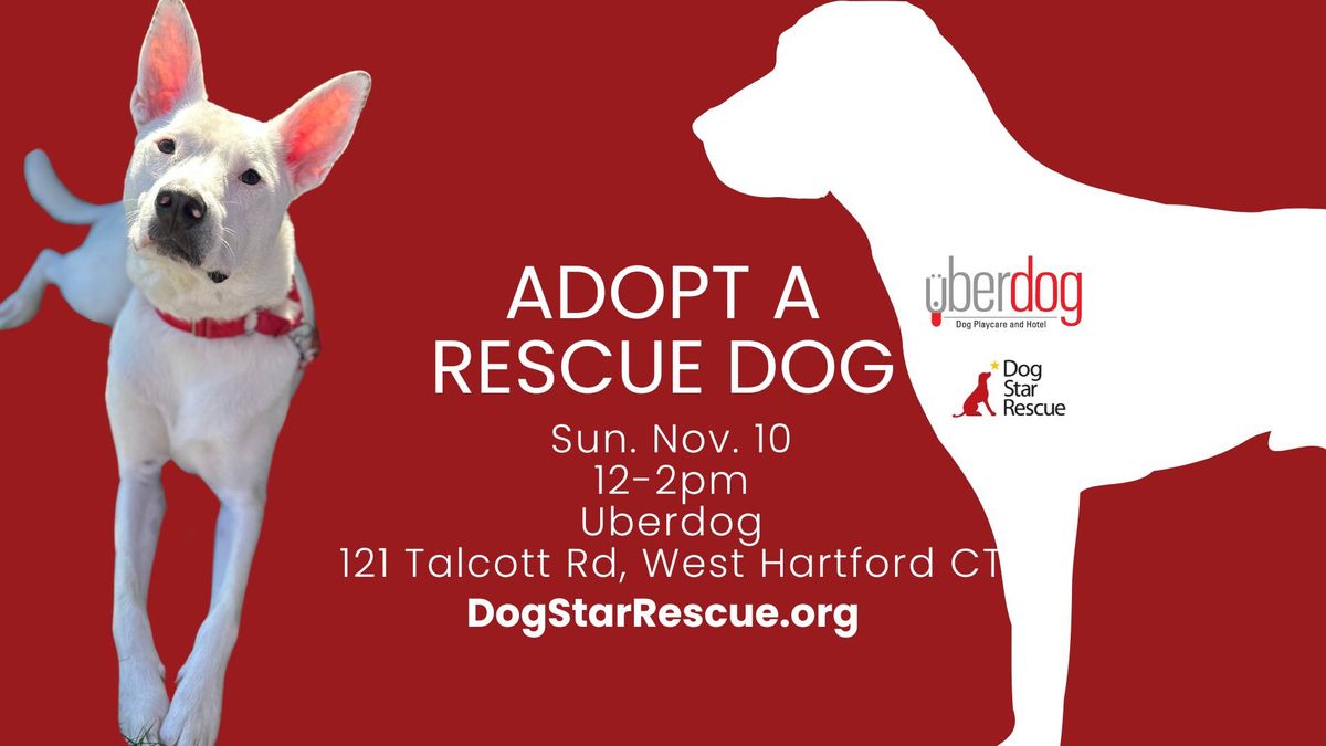 Adopt a Rescue Dog in West Hartford CT