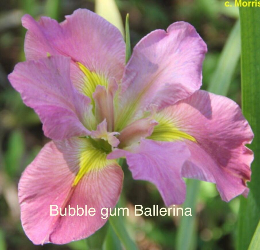 Greater New Orleans Iris Society annual Iris Rhizome sale