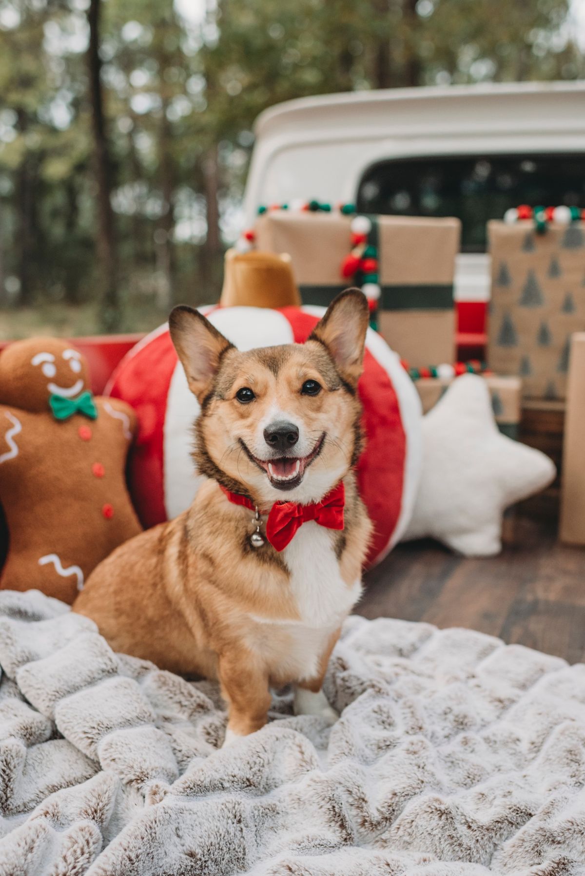 Breed Meetup - Corgi 