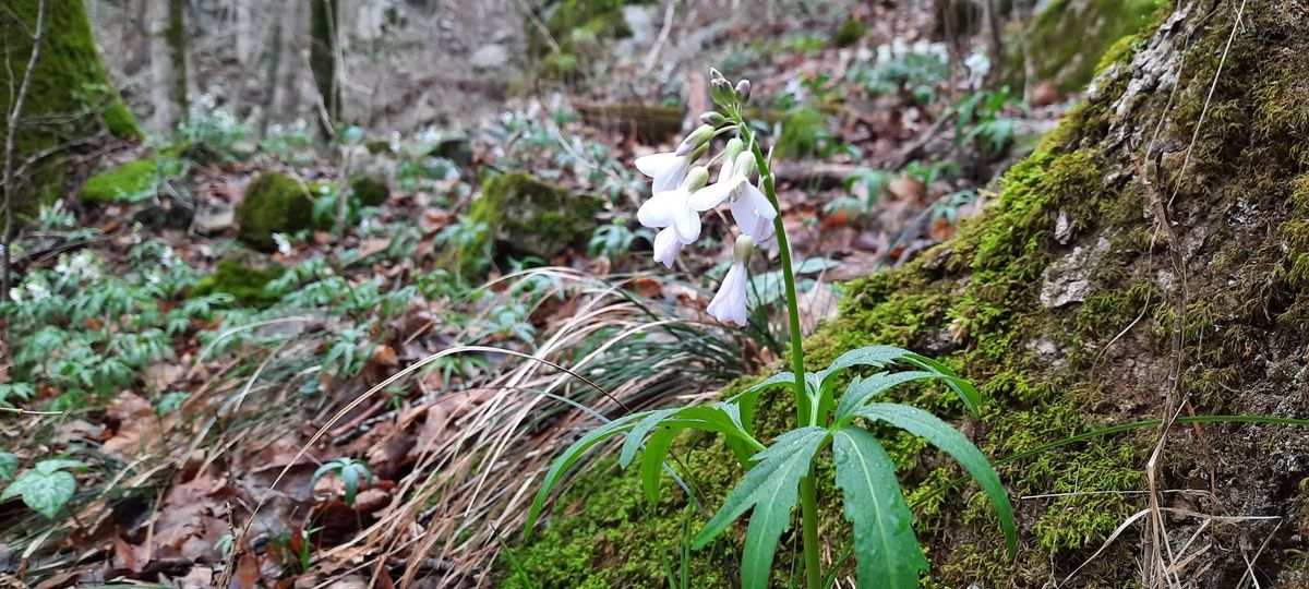 January Seminar -- Gardening for Wildlife: Plant-Insect Interactions