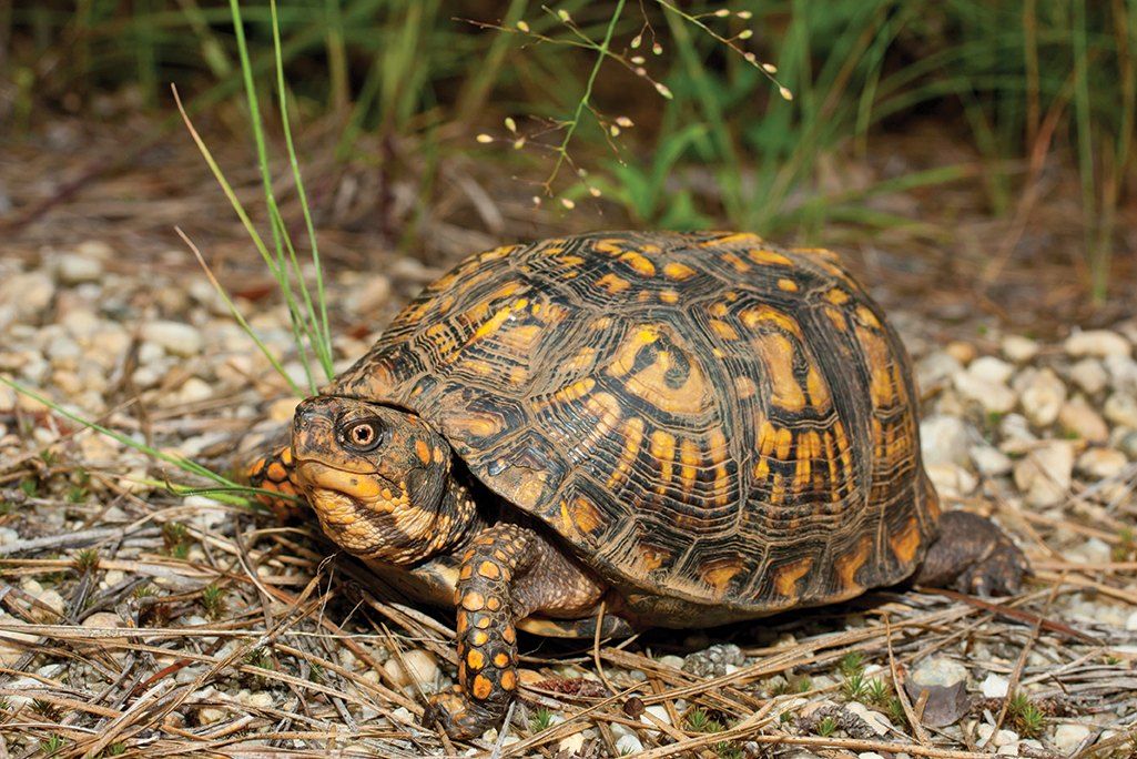 NATURE TALK: Turtles of Massachusetts, Diversity and Ecology with Scott Smyers