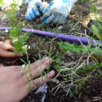 CitySoil Farm, WTD Education and Outreach