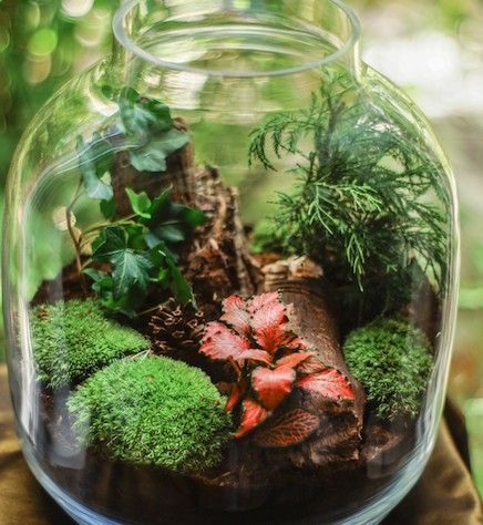 Advanced Terrariums